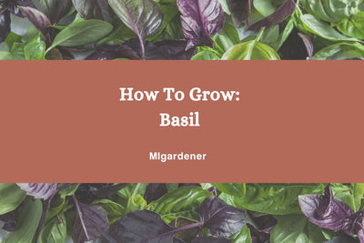 How To Grow: Organic Basil