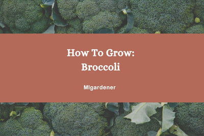How to Grow: Organic Broccoli