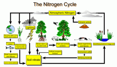 The Role of Nitrogen In The Garden