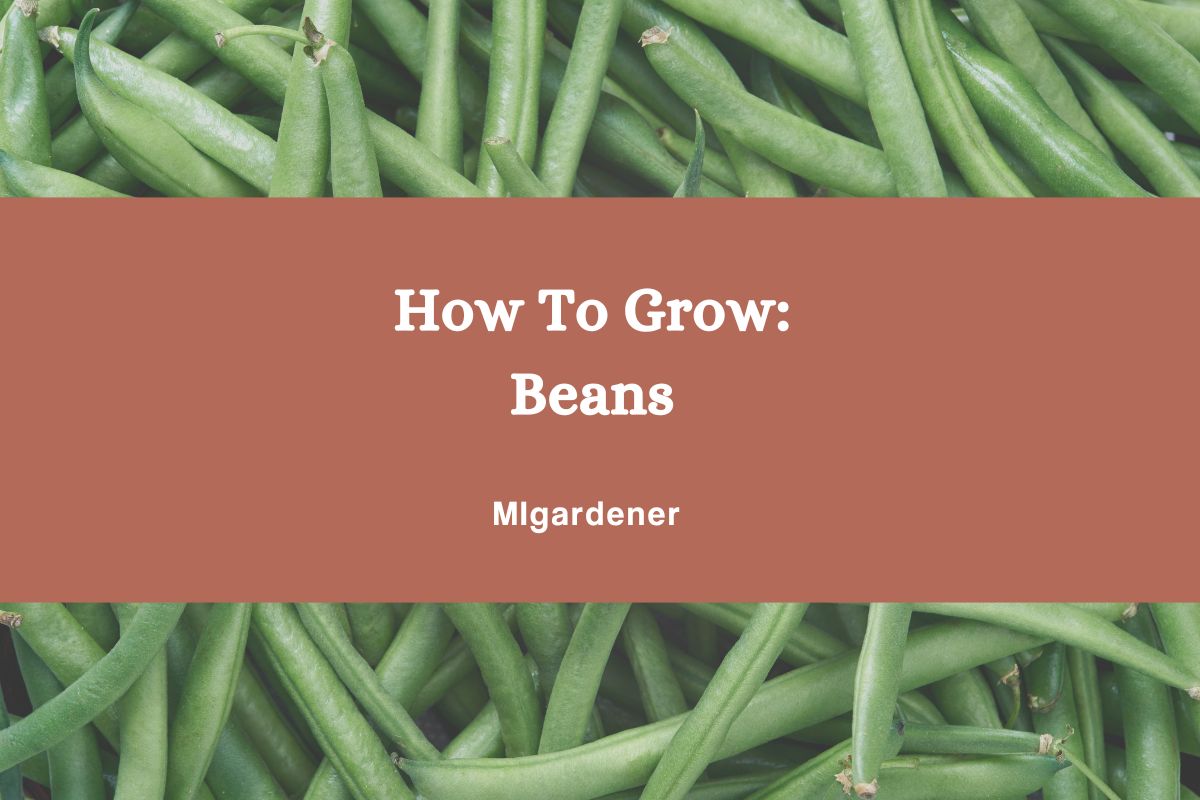 How to Grow: Organic Bush & Pole Beans – MIgardener
