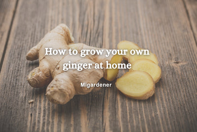 How to Grow Your Own Ginger at Home!