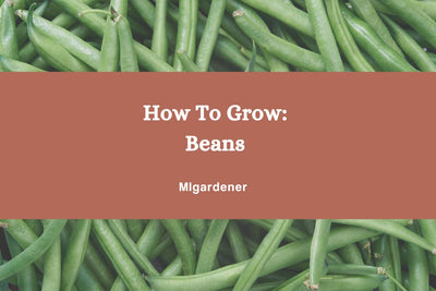 How to Grow: Organic Bush & Pole Beans