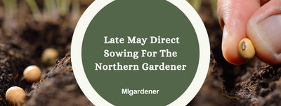 Seeds Northern Gardeners Should Direct Sow In Late May