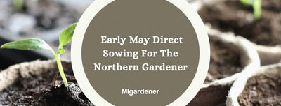 Seeds Northern Gardeners Should Direct Sow In Early May