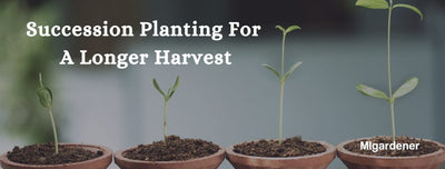 Succession Planting Tips to Prolong The Harvest