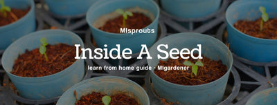 MIsprouts Learn: What's Inside A Seed?