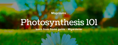 MIsprouts Learn: What is Photosynthesis?