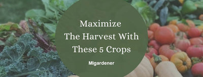 Maximize Your Harvest By Planting These 5 Amazing Crops