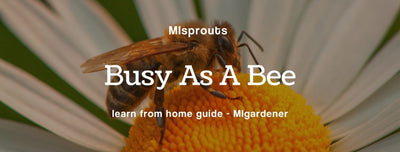 MIsprouts Learn: The Business of Bees