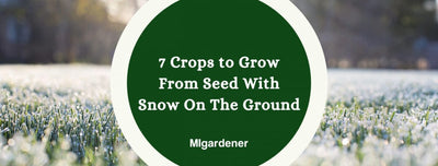 7 Crops You Can Grow From Seed With Snow On The Ground