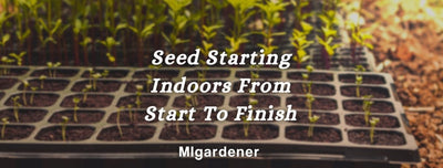 Seed Starting Indoors From Start To Finish