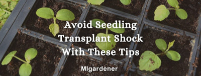 Avoid Seedling Transplant Shock With These Tips