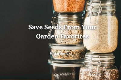 Save Seeds From Your Garden Favorites