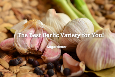 The Best Garlic Variety For You!