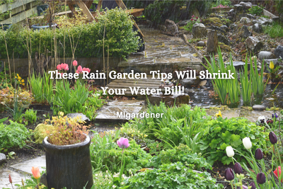 These Rain Garden Tips Will Shrink Your Water Bill!