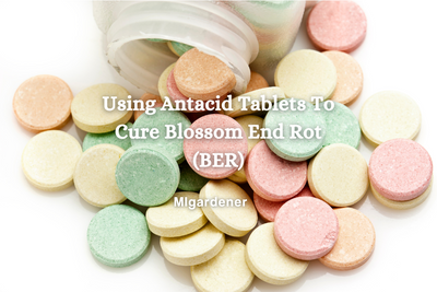 Using Antacid Tablets to Cure Blossom End Rot (BER)