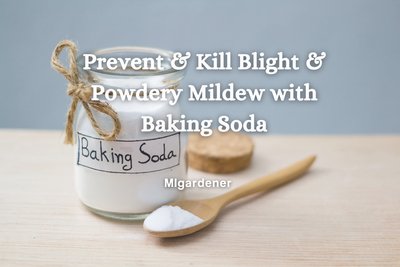 Prevent and Kill Blight & Powdery Mildew With Baking Soda