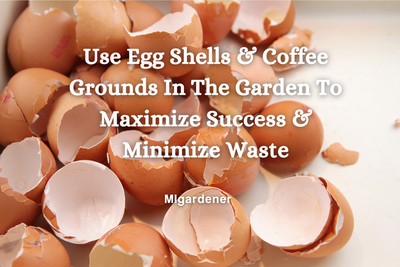 Use Egg Shells and Coffee Grounds In The Garden To Maximize Success & Minimize Waste