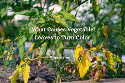 What Causes Vegetable Leaves to Turn Color