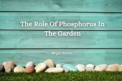 The Role of Phosphorus In The Garden