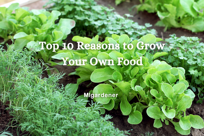 Top 10 reasons To Grow Your Own Food