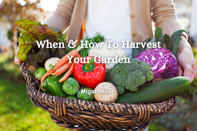 When & How To Harvest Your Harvest