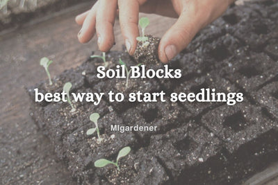 Soil Blocks - The Best Way to Start Seedlings