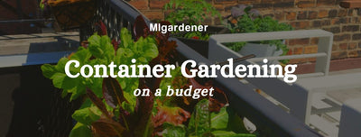 Container Gardening On A Budget : MIgardener Blog