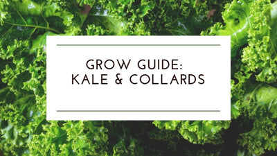 How to Grow: Organic Kale & Collards