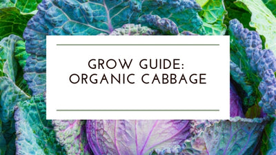 How to Grow: Organic Cabbage