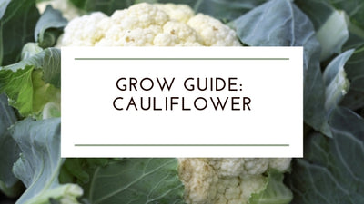 How to Grow: Organic Cauliflower