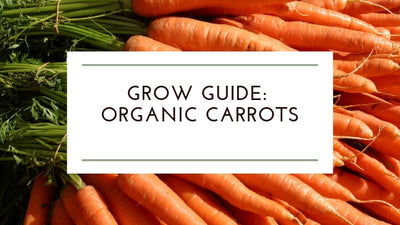 How to Grow: Organic Carrots