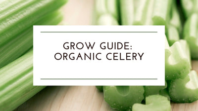 How to Grow: Organic Celery