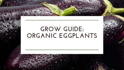 How to Grow: Organic Eggplants