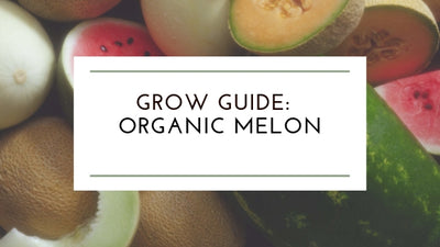 How to Grow: Organic Melons