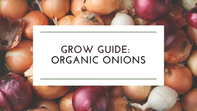 How to Grow Organic Onions