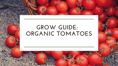 How To Grow: Healthy Organic Tomatoes