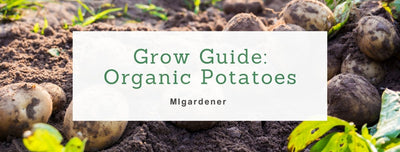 How To Grow Organic Potatoes - MIgardener Growing Guide