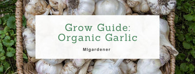 How to Grow Organic Garlic: MIgardener Growing Guide