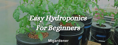 This Easy Hydroponic Method Is Perfect For Beginners
