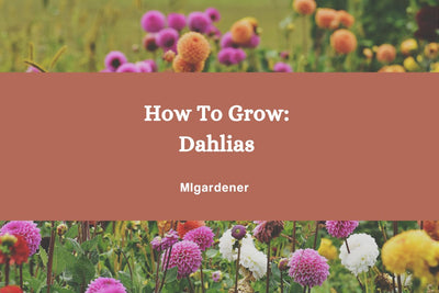 How to Grow Dahlias - Everyone's Favorite Cut Flower