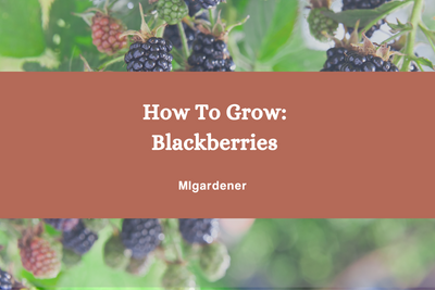 How to Grow Blackberries - A Complete Growing Guide