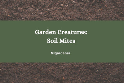 What are Soil Mites & What Does it Mean If You Have Them?
