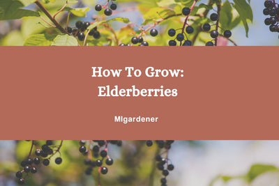 How to Grow Elderberry - Nature's Original FARMacy