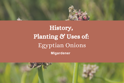 History, Planting and Uses of Egyptian Onions