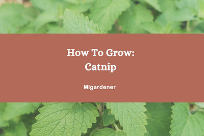 How to Grow Catnip - For yourself AND Your Cats!