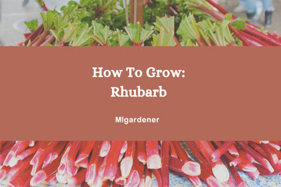 Complete Guide to Growing Rhubarb