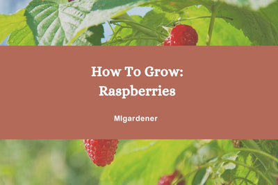 How to Grow Raspberries - Complete growing guide