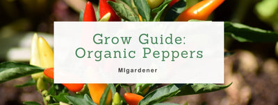 How To Grow Organic Peppers - MIgardener Growing Guide