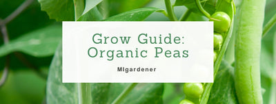 How To Grow Organic Peas - MIgardener Growing Guide